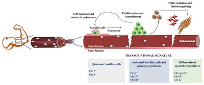 Chromatin Landscape During Skeletal Muscle Differentiation